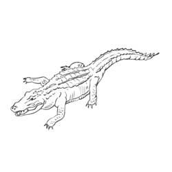 Coloring page: Crocodile (Animals) #4802 - Free Printable Coloring Pages