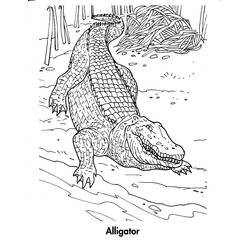 Coloring page: Crocodile (Animals) #4825 - Free Printable Coloring Pages