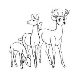 Coloring page: Deer (Animals) #2563 - Free Printable Coloring Pages