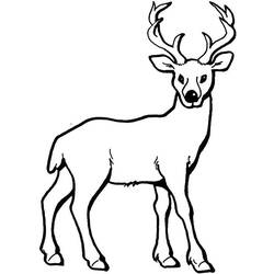 Coloring page: Deer (Animals) #2570 - Free Printable Coloring Pages