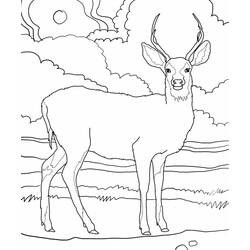 Coloring page: Deer (Animals) #2576 - Free Printable Coloring Pages