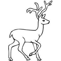 Coloring page: Deer (Animals) #2578 - Free Printable Coloring Pages