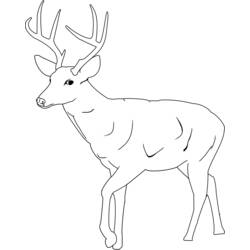 Coloring page: Deer (Animals) #2591 - Free Printable Coloring Pages