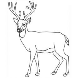 Coloring page: Deer (Animals) #2594 - Free Printable Coloring Pages