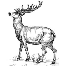 Coloring page: Deer (Animals) #2599 - Free Printable Coloring Pages