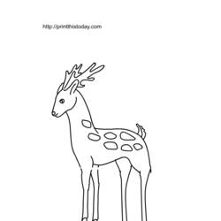 Coloring page: Deer (Animals) #2672 - Free Printable Coloring Pages