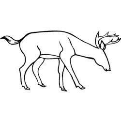 Coloring page: Deer (Animals) #2739 - Free Printable Coloring Pages