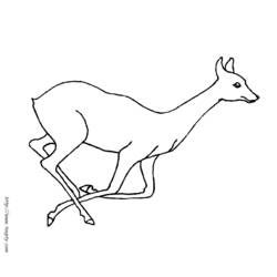 Coloring page: Doe (Animals) #1110 - Free Printable Coloring Pages