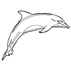 Coloring page: Dolphin (Animals) #5099 - Free Printable Coloring Pages