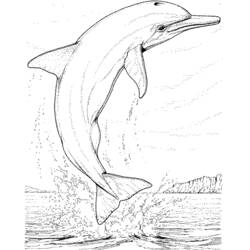 Coloring page: Dolphin (Animals) #5100 - Free Printable Coloring Pages