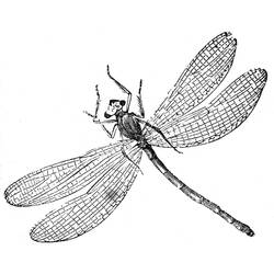 Coloring page: Dragonfly (Animals) #9880 - Free Printable Coloring Pages