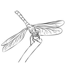 Coloring page: Dragonfly (Animals) #9895 - Free Printable Coloring Pages