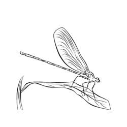 Coloring page: Dragonfly (Animals) #9907 - Free Printable Coloring Pages
