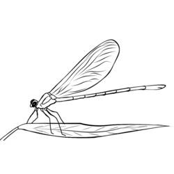 Coloring page: Dragonfly (Animals) #9959 - Free Printable Coloring Pages