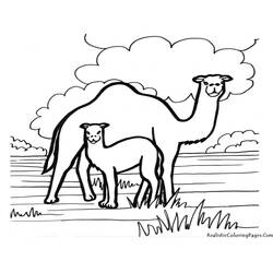 Coloring page: Dromedary (Animals) #5904 - Free Printable Coloring Pages