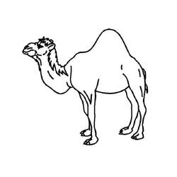 Coloring page: Dromedary (Animals) #6040 - Free Printable Coloring Pages