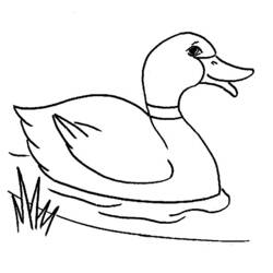 Coloring page: Duck (Animals) #1441 - Free Printable Coloring Pages