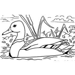 Coloring page: Duck (Animals) #1449 - Free Printable Coloring Pages