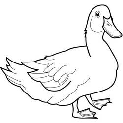 Coloring page: Duck (Animals) #1452 - Free Printable Coloring Pages