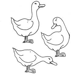 Coloring page: Duck (Animals) #1456 - Free Printable Coloring Pages