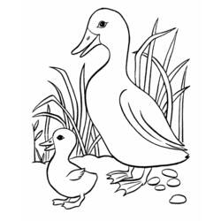 Coloring page: Duck (Animals) #1471 - Free Printable Coloring Pages