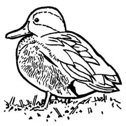 Coloring page: Duck (Animals) #1473 - Free Printable Coloring Pages