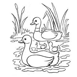 Coloring page: Duck (Animals) #1487 - Free Printable Coloring Pages