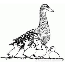 Coloring page: Duck (Animals) #1489 - Free Printable Coloring Pages