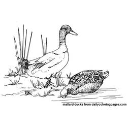 Coloring page: Duck (Animals) #1491 - Free Printable Coloring Pages