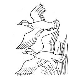 Coloring page: Duck (Animals) #1511 - Free Printable Coloring Pages