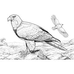 Coloring page: Eagle (Animals) #283 - Free Printable Coloring Pages