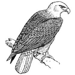 Coloring page: Eagle (Animals) #298 - Free Printable Coloring Pages