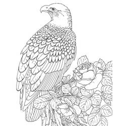 Coloring page: Eagle (Animals) #304 - Free Printable Coloring Pages