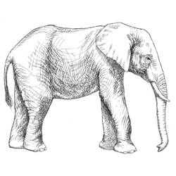 Coloring page: Elephant (Animals) #6366 - Free Printable Coloring Pages