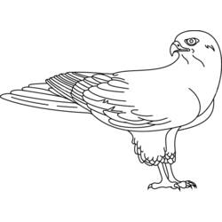 Coloring page: Falcon (Animals) #6818 - Free Printable Coloring Pages