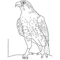 Coloring page: Falcon (Animals) #6821 - Free Printable Coloring Pages
