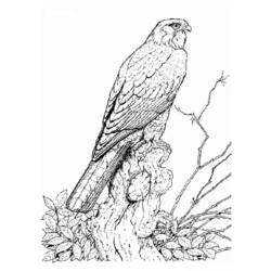 Coloring page: Falcon (Animals) #6828 - Free Printable Coloring Pages