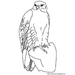 Coloring page: Falcon (Animals) #6831 - Free Printable Coloring Pages