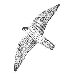 Coloring page: Falcon (Animals) #6835 - Free Printable Coloring Pages