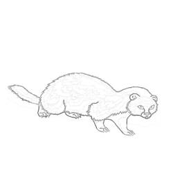 Coloring page: Ferret (Animals) #7121 - Free Printable Coloring Pages
