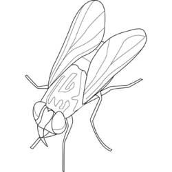Coloring page: Fly (Animals) #11095 - Free Printable Coloring Pages