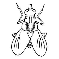 Coloring page: Fly (Animals) #11115 - Free Printable Coloring Pages