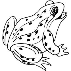 Coloring page: Frog (Animals) #7570 - Free Printable Coloring Pages