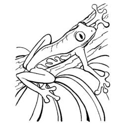 Coloring page: Frog (Animals) #7646 - Free Printable Coloring Pages
