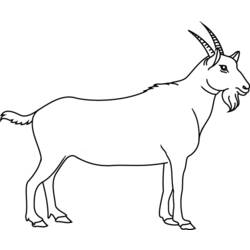 Coloring page: Goat (Animals) #2365 - Free Printable Coloring Pages