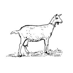 Coloring page: Goat (Animals) #2376 - Free Printable Coloring Pages