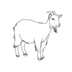 Coloring pages: Goat - Free Printable Coloring Pages