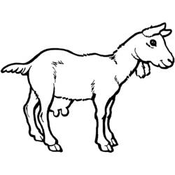 Coloring page: Goat (Animals) #2408 - Free Printable Coloring Pages