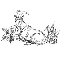 Coloring page: Goat (Animals) #2418 - Free Printable Coloring Pages