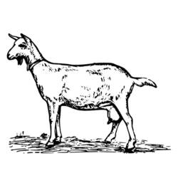 Coloring page: Goat (Animals) #2465 - Free Printable Coloring Pages
